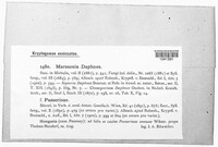 Marssonia daphnes image